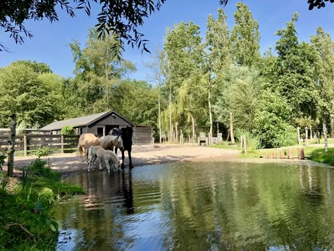 Equine Stables, Paddock Trail, Country Backyards, Horse Paddock, Horse Farm Ideas, Paddock Paradise, Dream Horse Barns, Dream Stables, Farm Layout