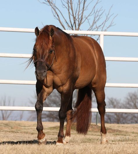 Luxury Horse Barns, Quarter Horse Mare, Aqha Horses, Horse Coat Colors, Reining Horses, Beautiful Horse Pictures, Rodeo Horses, American Quarter Horse, Horse Videos