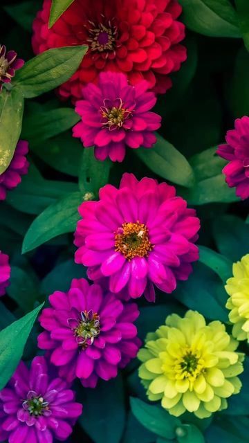 Qhd Wallpaper, Zinnia Flowers, Flower Drawing Design, Flowery Wallpaper, Garden Shrubs, Flowers Petals, Cellphone Wallpaper Backgrounds, Flower Background Wallpaper, Cellphone Wallpaper