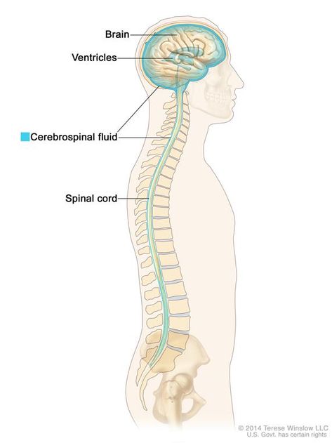 Drawing shows cerebrospinal fluid (CSF) in the brain and spinal cord. Also shown are the ventricles in the brain, where CSF is made. Csf Flow, Nervous System Projects, Lymph Detox, Doctor Quotes Medical, Spinal Fluid, Medical Transcription, Craniosacral Therapy, Brainwave Entrainment, Cerebrospinal Fluid