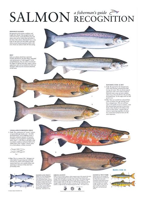 A Fisherman's Guide to Salmon Recognition Salmon Species, Fish Chart, Pacific Salmon, Fishing 101, Fauna Marina, Salmon Fish, Boat Life, Fishing Pictures, Salmon Fishing