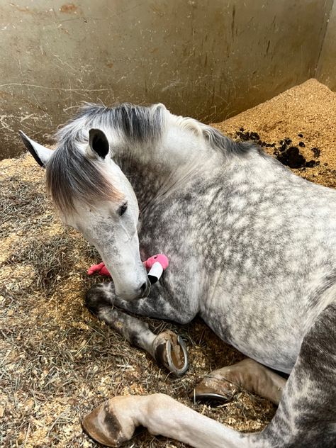 Dappled Gray Horse, Gray Horse Aesthetic, Dapple Grey Horse Aesthetic, Fleabitten Grey Horse, Grey Horse Aesthetic, Dapple Grey Horse, Dapple Grey Horses, Irish Sport Horse, Grey Horses