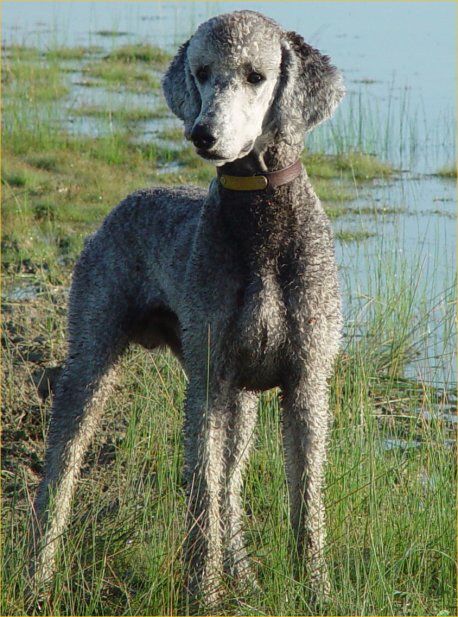 Standard Poodle Cuts, Standard Poodle Haircuts, Poodle Haircut Styles, Poodle Hair, Poodle Haircut, Poodle Cuts, Poodle Grooming, Standard Poodles, Miniature Poodle