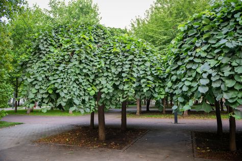 The camperdown elm (ulmus glabra 'camperdownii') is a unique weeping tree with a thick canopy of leaves that is ideal for landscaping and small yards. Weeping Trees, Small Yards, Elm Tree, Tree Species, Tree Canopy, Small Yard, Courtyard Garden, Plant Nursery, All About Plants