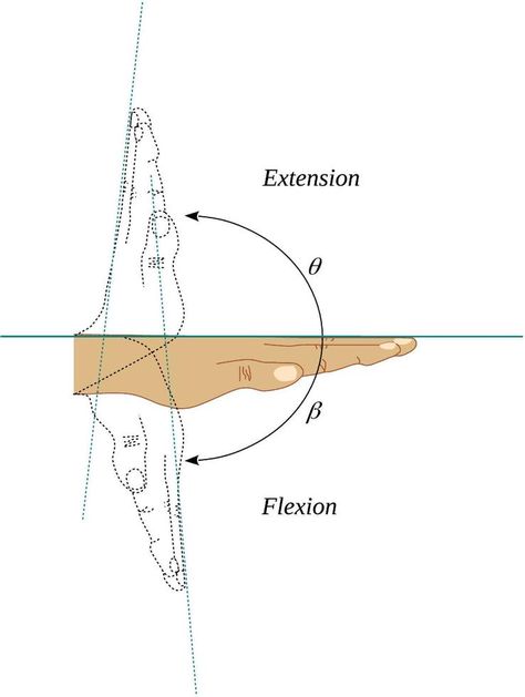 Flexion and extension movements of the wrist joint Flexion And Extension, Movement Pictures, Flat Design, Quick Saves, Design