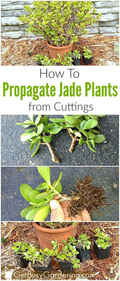 Propagating Jade Plants, Propagate Jade Plant, Propagating Jade, Plants From Cuttings, Jade Plant Care, Making Plant Pots, Container Garden Design, Jade Plant, Propagating Succulents