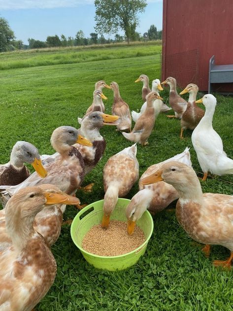 Saxony Ducklings for sale, 3months and 6months old , Ancona Ducks, Pekin Ducks, Farm Goals, Ducks And Chickens, Duck Photography, Duck Breeds, Greenhouse Farming, Duck Farming, Raising Farm Animals