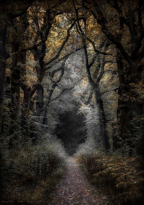 "The Black Hole" - Black Forest Germany, The Black Hole, Ya Fantasy, Mystical Forest, Forest Path, Dark Forest, Magical Places, Black Hole, Enchanted Forest