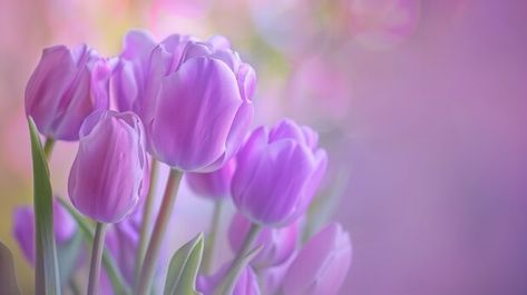 Tulips Desktop Wallpaper, Tulips Flowers Wallpaper, Purple Wallpaper Laptop Hd, City Flowers, New Year Wallpaper, Flowers Wallpapers, Flowers Arrangements, Graffiti Cartoons, Cartoon Painting