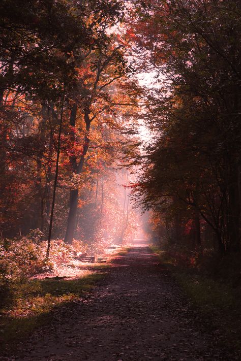 Fall Moodboard, Magical Landscape, Fall Pics, Paddy Kelly, Nature Light, Fall Trees, Fall Landscape, Beautiful Scenes, Early Mornings