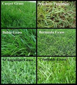 Plants Journal, Different Types Of Grass, Centipede Grass, St Augustine Grass, Grass Types, Sprinkler Repair, Lawn Turf, Bermuda Grass, Lawn Irrigation