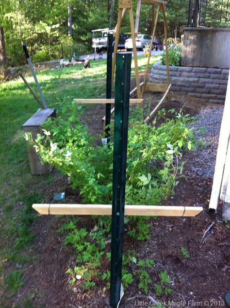 Above is our raspberry trellis basically two metal posts with a couple wood cross members and some wire strung between them. Rasberry Trellis, Blackberry Trellis, Raspberry Trellis, Growing Raspberries, Berry Garden, Trellis Ideas, Diy Trellis, Garden Veggies, Wood Cross