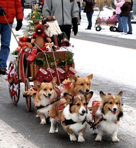 corgis Corgi Christmas, Love My Dog, Airedale Terrier, Cute Corgi, Corgi Dog, Welsh Corgi, Christmas Animals, Shiba Inu, Christmas Dog