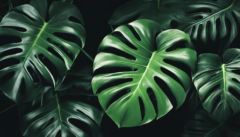 Tropical leaves wallpaper intricate details and veins capturing the essence of a Monstera plant Monstera Aesthetic, Aesthetic Horizontal, Tropical Leaves Wallpaper, Leaves Wallpaper, Mac Wallpaper, Monstera Plant, Leaf Wallpaper, Card Banner, Poster Invitation