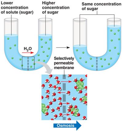 Osmosis is the diffusion of water molecules across a selectively permeable membrane. Molecules move to a higher solute concentration. The osmotic pressure is the minimum pressure required to maintain an equilibrium that doesn't have any net movement of solvent. Dna Diagram, Passive Transport, Biological Science, Osmotic Pressure, Clinical Chemistry, Ap Biology, Water Molecule, Biology Notes, Visual Learning