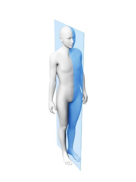 The sagittal plane divides the body into two near-identical halves Sagittal Plane, Medical Videos, Business Flyer, The Body, Anatomy, Stock Illustration, Divider, Medical, How To Plan