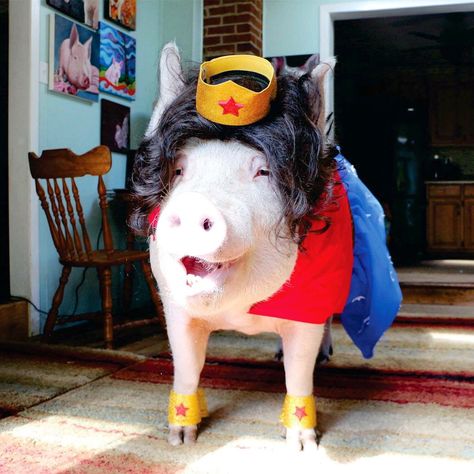 Esther The Wonder Pig is the Perfect Wonder Woman in our Wonder Woman Costume!!❤️❤️❤️ Dog Mom Quotes, Dog Lover Quotes, Woman Costume, Cute Piglets, Wonder Woman Costume, This Little Piggy, Pet Fashion, Head Piece, Wrist Cuffs