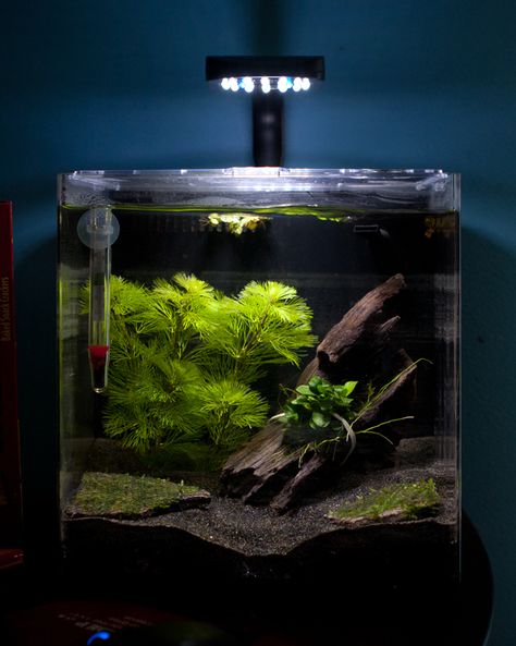 4 gallon tank, Oceanic Systems, Inc. Evolve 4 - LED Light Aquarium Kit, aprox $55: good betta tank, live plants, 2" of Black Blasting Sand, Flora - Anubias Nana Petite, Green Cabomba, Mini X-Mas Moss, Pumpkin Shrimp, driftwood. Your betta will display beautiful swimming, flaring and exploring behavior in these larger tanks that you may not see when they are kept in smaller habitats. Fish Tank Terrarium, Fish Tank Design, Betta Aquarium, Aquarium Driftwood, Aquarium Terrarium, Nano Aquarium, Shrimp Tank, Betta Tank, Nature Aquarium