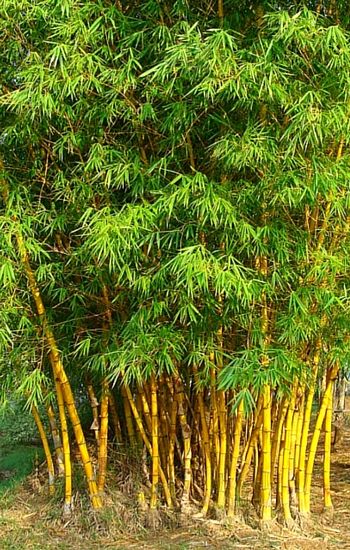 Bamboo Benefits, Biomass Power Plant, Drying Fresh Herbs, Soil And Water Conservation, Bamboo Species, Clumping Bamboo, Growing Bamboo, Golden Bamboo, Bamboo Plant