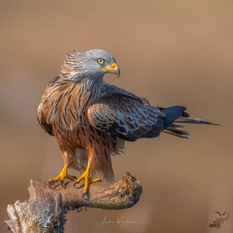 🎉CONGRATULATIONS🎉 ✨Birder of the day ➡️ @anke_kneifel ✨Bird of the Day ➡️ Red Kite ✨Location ➡️ Germany… Red Kite Bird, British Birds Of Prey, Kite Tattoo, Kite Bird, Football Eagles, Drawing Bird, Tattoo Bird, Red Kite, Bird Quotes