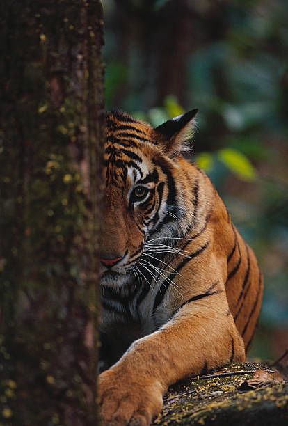 60 Top Tiger In Forest Pictures, Photos and Images - Getty Images Tiger In Forest, Tiger Spirit Animal, Tiger Art Print, Tiger Photography, Tattoo Tiger, Big Cats Photography, Tiger Jewelry, Tiger Images, Tiger Wallpaper