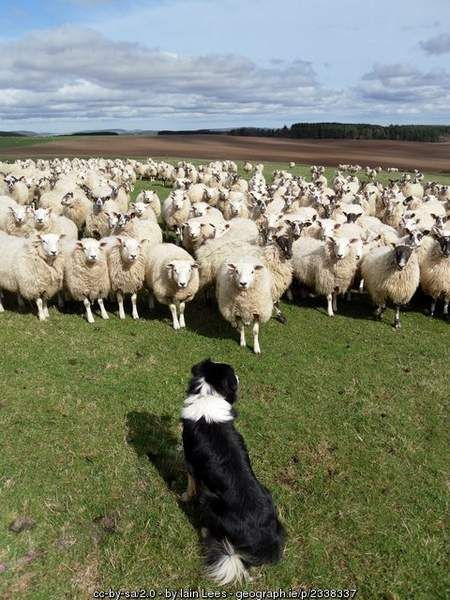 A border collie sits in front of a herd of sheep staring at the dog. Border Collie And Sheep, Sheep Dog Aesthetic, Sheep Dogs Breeds, Sheep Herding Dogs, Border Collie Herding Sheep, Dog Herding Sheep, Border Collie Herding, Sheep Herding, Herd Of Sheep