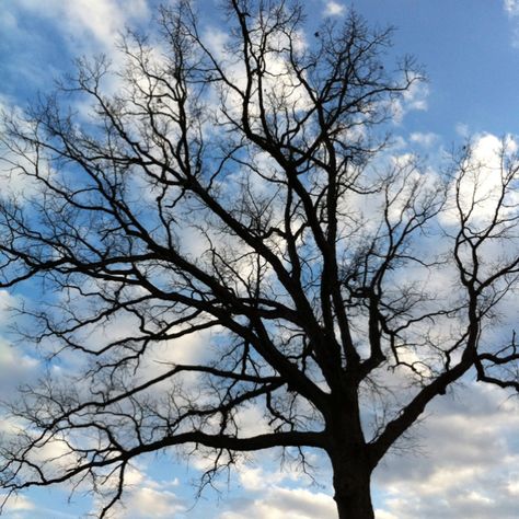 trees without leaves Tree Without Leaves Photography, Trees Without Leaves, Tree Without Leaves, Tree Types, Leaves Tattoo, Leaves Photography, Leaf Photography, Nature Tree, Tree Branch