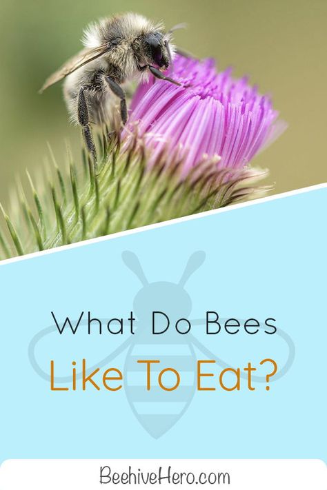 We have bees to thank for much of our food, but what do bees eat? Click the pin to learn more about the dietary habits of the creatures that supply us with ours. Feeding Bees, Bee Food, Peasant Food, Smelling Flowers, Human Food, Weather Change, Plant Needs, Bee Keeping, Natural Food