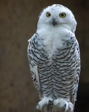 Predator Animal, Arctic Owl, Snowy Owls, Eurasian Eagle Owl, Owl Species, Saw Whet Owl, Nocturnal Birds, Long Eared Owl, Winter Landscapes