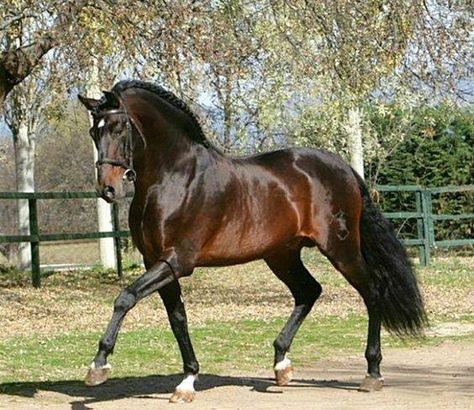 "Kefren" Powerful PRE stallion! Simply Horses Bay Stallion, Happy Horse, Horse Inspiration, Horse Dressage, Andalusian Horse, Black Horses, Most Beautiful Horses, Friesian Horse, Horse World