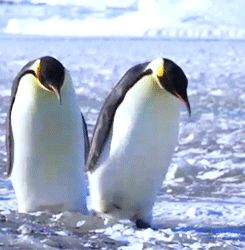 Sometimes it’s a close call, but they bring it back. | 18 Penguins Falling Over Penguin Falling, Penguin Videos, Penguin Species, Poddle, Penguin Love, Fall Over, Bring It Back, Arctic Animals, They Live