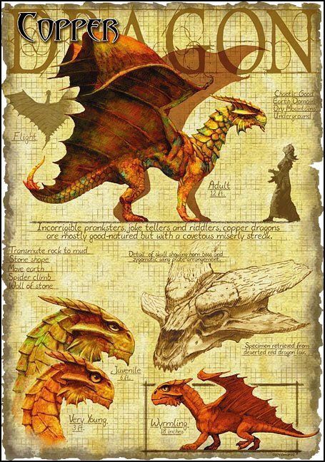 Dragon Types, Metallic Dragon, Dragon Anatomy, Pathfinder 2e, Types Of Dragons, Copper Dragon, Bronze Dragon, Dragon Artwork Fantasy, Dnd Dragons