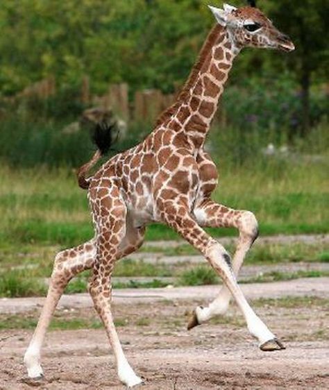 baby giraffe pictures | New baby giraffe at Chester Zoo needs a name - Manchester Evening News Giraffe Photography, Masai Giraffe, Dublin Zoo, Giraffe Photos, Giraffe Pictures, City Zoo, Chester Zoo, Baby Otters, Giraffe Art