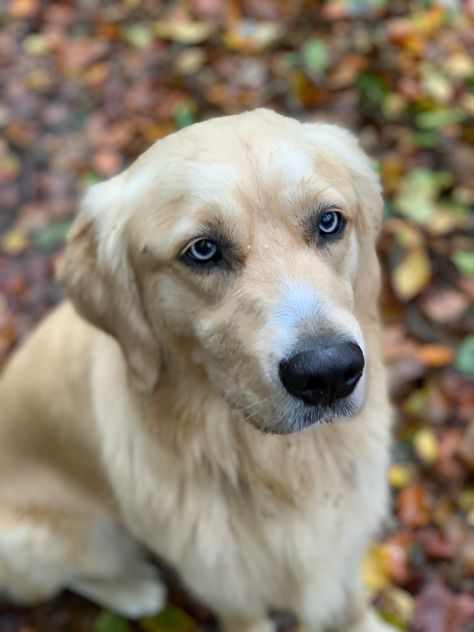 #golden #goldenretriever #goldenretrieverpuppy #blueeyeddog Golden Retriever With Blue Eyes, Golden Retriever Blue Eyes, Black Golden Retriever, Blue Eyed Dog, Golden Labrador, Golden Retriever Puppy, Blue Eye, Tornado, Blue Eyes