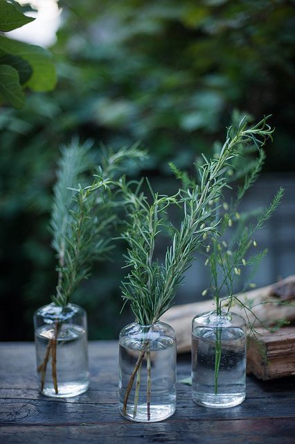 very simple rosemary centerpiece Rosemary Table Decoration, Rosemary Centerpiece Wedding, Fresh Herb Centerpieces Wedding, Herbs As Centerpieces, Rosemary Table Setting, Fresh Herb Centerpieces, Herbs Centerpiece Wedding, Rosemary Table Decor, Spider Plant Centerpiece Wedding