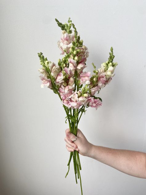 Snapdragon 'Bridal Pink' Snapdragon Flowers Bouquets, Snapdragon Wedding, Snapdragon Bouquet, Snapdragon Flowers, Flower Catalog, Bridal Party Bouquets, Garden Goals, Seasonal Flowers, Wedding Service