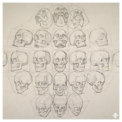 Skull Anatomy, Skull Reference, Academic Drawing, Skeleton Drawings, Human Anatomy Drawing, Drawing Heads, Anatomy Sketches, Skull Drawing, Anatomy Drawing