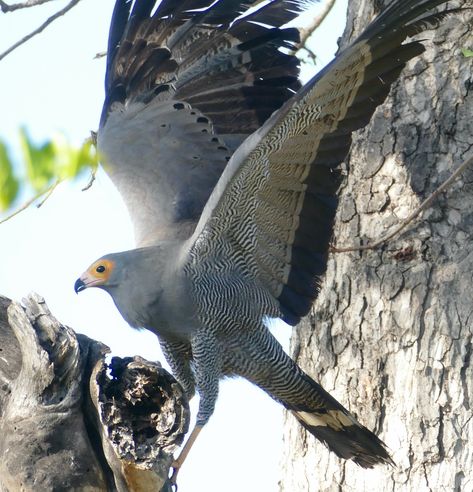 African Harrier-Hawk (Polyboroides typus) | H1-2 Road East o… | Flickr Harrier Hawk, Harris Hawk, Birdy, South Africa, Birds, Road, Animals