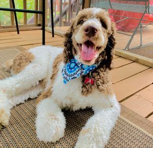 Springer Spaniel Poodle Cross, Springer Doodle Puppies, Sproodle Dogs, Springer Doodle, Layered Coats, Sproodle Puppies, Best Puppy Food, Doodle Dogs, Ideal Family