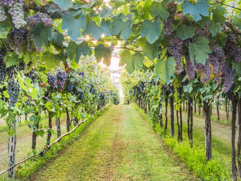 Grape Garden, True Vine, My Father, Rio Grande, Google Images, Image Search, Jesus, Rio Grande Do Sul