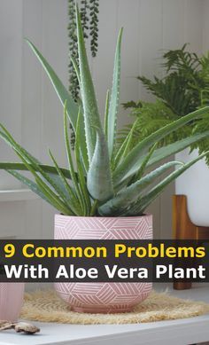 Aloe Vera Indoor, Aloe Plant Care, Aloe Vera Plant Indoor, Growing Aloe Vera, Plant Care Houseplant, Plant Problems, Inside Plants, Aloe Vera Plant, Aloe Plant