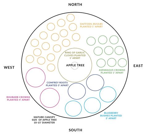 Your Growing Zone Number + Fruit Tree Guild Peach Guild, Apple Tree Guild, Fruit Tree Guild, Tree Guild, Food Forest Garden, Orchard Design, Orchard Garden, Potager Garden, Permaculture Gardening