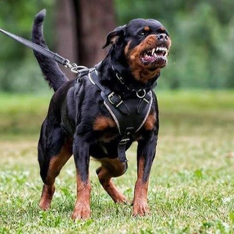 Rottweiler Pictures, Leather Dog Harness, Aggressive Animals, Breast Plate, Chest Plate, Giant Dog Breeds, Angry Dog, Big Dog Breeds, Scary Animals