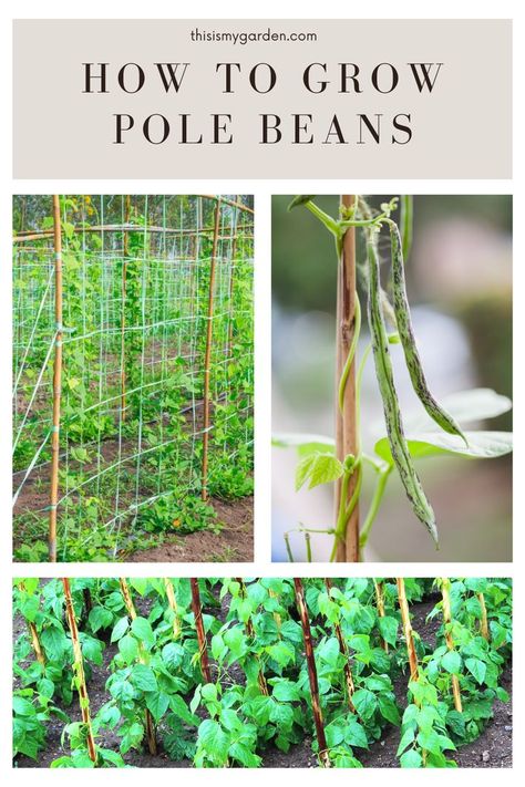 A collage of images showing pole beans growing up different forms of trellises. From thisismygarden.com. Climbing Beans Trellis, Green Beans Planting Growing, Bean Stakes Ideas, Bean Trellis Ideas Raised Beds, Diy Pole Bean Trellis, Pole Bean Trellis Ideas Diy, Growing Pole Beans Trellis Ideas, Planting Beans From Seed, Bean Poles Ideas Trellis