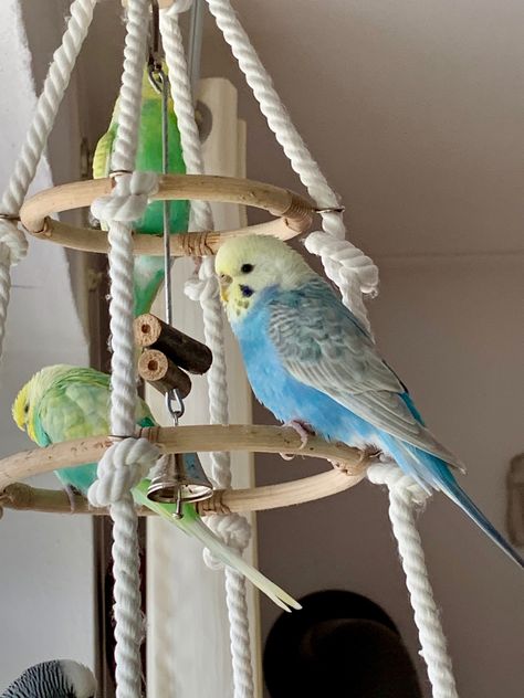 Birds Room Ideas, Diy Parakeet Toys Homemade, Cockatiel Toys Homemade, Bird Toy Diy, Bird Room Ideas Diy, Diy Bird Toys Parakeets, Diy Bird Perch, Budgie Cage Ideas, Parrot Toys Diy