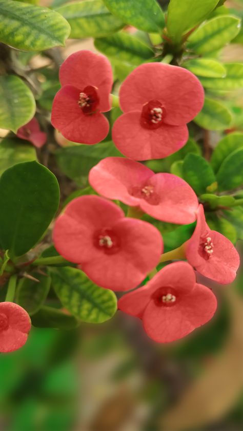 #Euphorbia Milii #Mini Cactus #Christ plant #Flower #Small flower Crown Of Thorns Flower, The Crown Of Thorns, Euphorbia Milii, Mini Cactus, Crown Of Thorns, Cactus Flower, The Crown, Madagascar, Planting Flowers