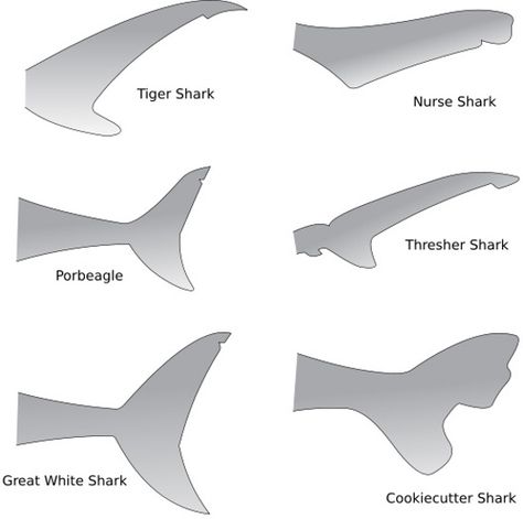 The Caudal Fins of Assorted Shark Species.  Illustration to article about why mosasaurs might have had their particular tail fin shape. Shark Information, Thresher Shark, Shark Tail, Types Of Sharks, Shark Facts, Shark Pictures, Shark Drawing, Nurse Shark, Shark Art