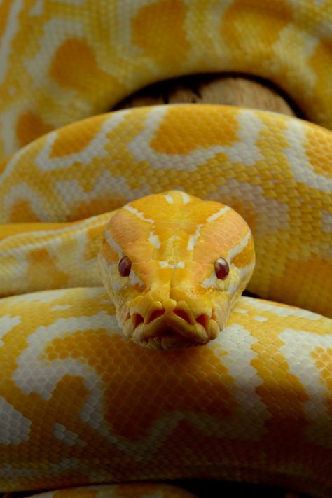 Albino Python, Snake Photos, Burmese Python, Pretty Snakes, Colorful Snakes, Snake Wallpaper, Yellow Snake, Cute Reptiles, Cute Snake