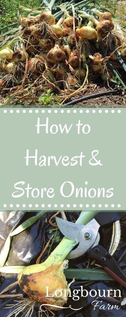 Harvesting onions is so easy, and storing onions is so easy too! Easy to follow steps so you can enjoy your harvest for months! When To Harvest Onions, Drying Onions, Harvest Onions, Storing Onions, Growing Onions, Homestead Life, Vegetable Garden Tips, Planting Onions, Garden Growing