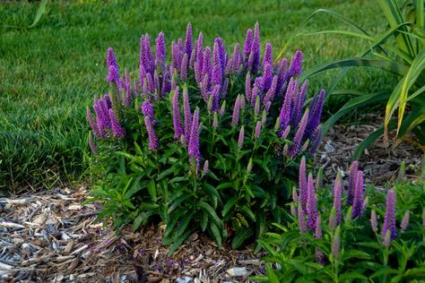 I love these new perennial varieties that will be available in 2020. Some have beautiful flowers while others have gorgeous leaves, some grow in the sun while others like the shade, and there are even some re-blooming varieties. A plant for every garden! #fromhousetohome #perennials #plants #garden Spike Speedwell, Speedwell Veronica, Purple Illusion, Purple Perennials, Winter Care, Full Sun Perennials, Fuchsia Flowers, Purple Plants, Cottage Garden Plants